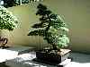 bonsai22.jpg